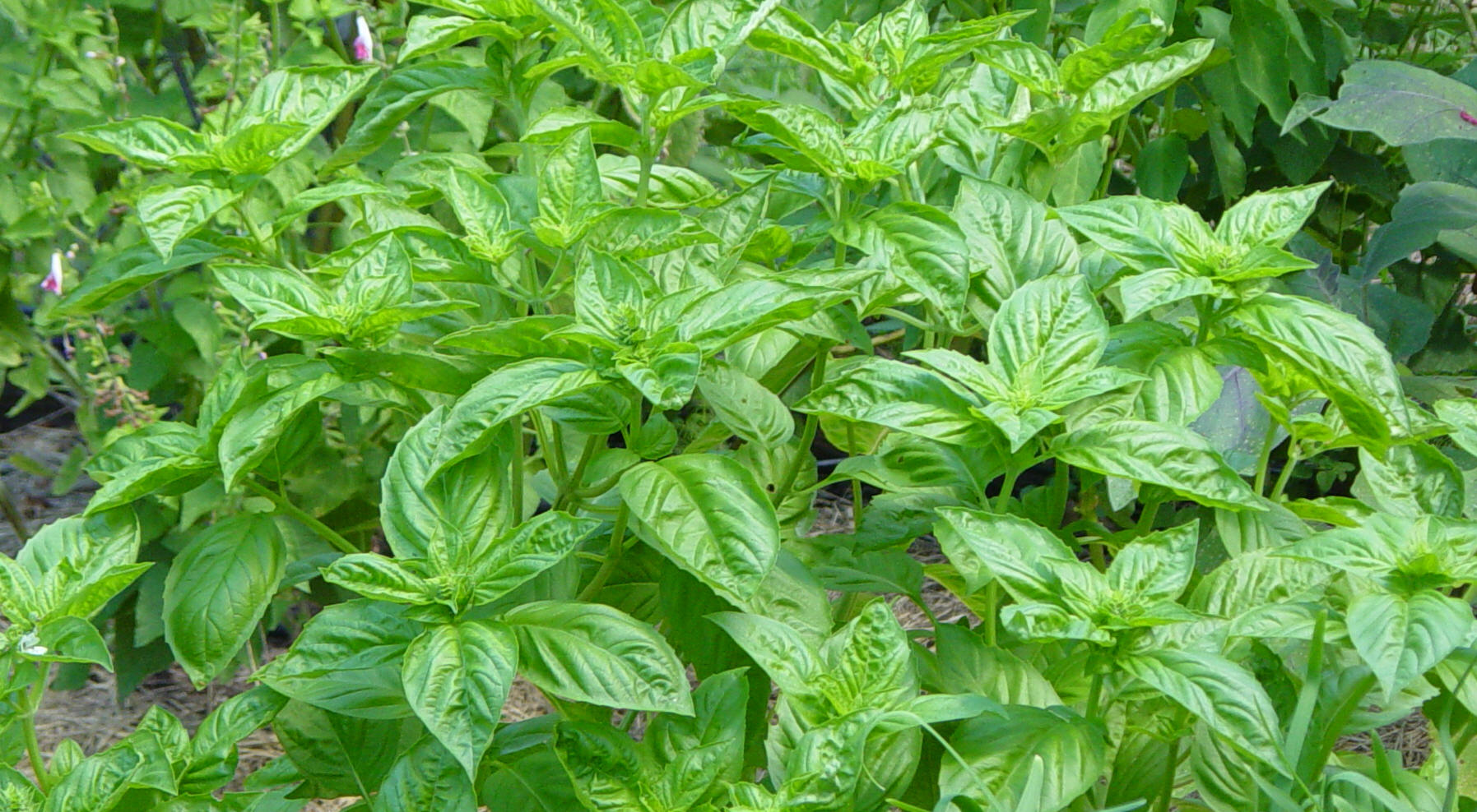 how-to-say-basil-in-spanish-albahaca-youtube